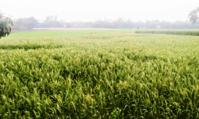 গমের বাম্পার ফলনের সম্ভাবনায় চাষির মুখে হাসি