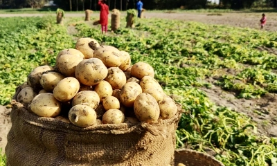 বেড়েছে আলুর ফলন, তবুও লোকসানে কৃষকরা