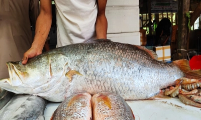 ১৯ কেজি ওজনের কোরাল মাছ। ছবি: রূপালী বাংলাদেশ