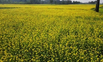 সরিষা ফুলের হাঁসিতে রঙিন হয়ে উঠেছে ফসলের মাঠ