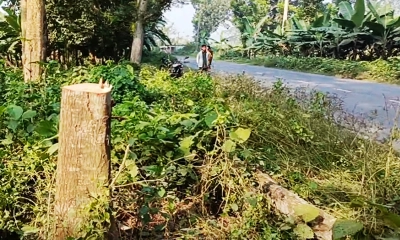 জীবননগর-কোটচাঁদপুর সড়কের ওপর গাছ ফেলে ডাকাতি