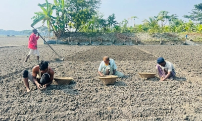 আলু বপনে ব্যস্ততা, লক্ষ্যমাত্রা ৭ হাজার হেক্টর
