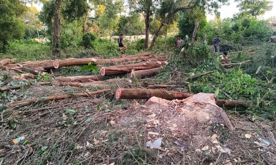 নির্বিচারে চলছে গাছ কাটা, উন্নয়নের নামে পরিবেশ ধ্বংসের শঙ্কা