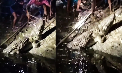 মানিকগঞ্জ থেকে ধরা পড়েছে আতঙ্ক ছড়ানো সেই কুমির