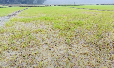 কুয়াশায় নষ্ট হচ্ছে বোরো ধানের বীজ