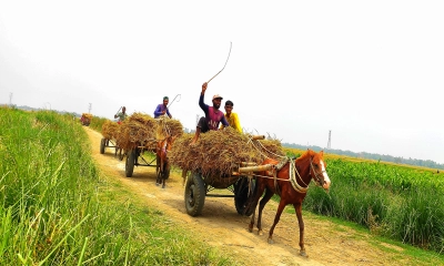পণ্য পরিবহনে ঘোড়ার গাড়ি, সচ্ছলতা বহু পরিবারে