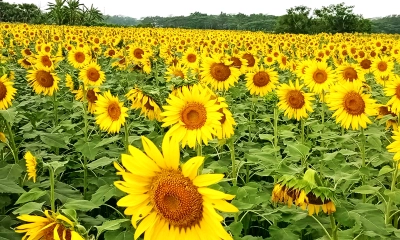 শাহজাদপুরে বেড়েছে সূর্যমুখীর বাণিজ্যিক চাষ