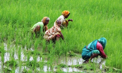 চরাঞ্চলে ঋণের চাপে বাড়ছে নারী শ্রমিক