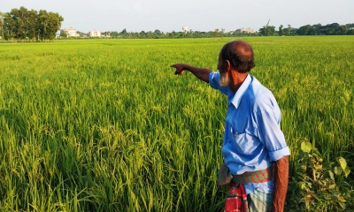 ব্রাহ্মণবাড়িয়ায় ইঁদুরের আক্রমণে দিশেহারা কৃষক