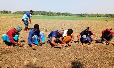 পেঁয়াজ রোপণের ভরা মৌসুমে ঝিনাইদহে শ্রমিক সংকট