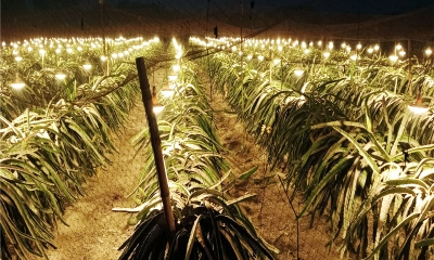 কৃত্রিম আলোয় ড্রাগন চাষে স্বপ্ন দেখছেন মহেশপুরের কৃষকরা