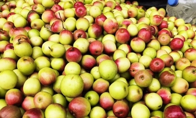 কম খরচে লাভ বেশি, কুল চাষে চাষীদের সফলতা