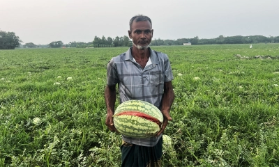 ভারী বৃষ্টিতে ক্ষতিগ্রস্ত তরমুজ, লোকশানের আশঙ্কা চাষিদের