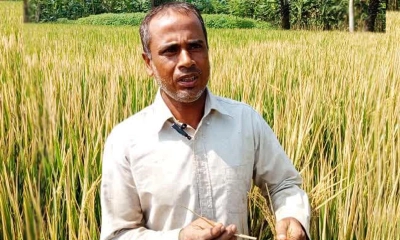 জয়পুরহাটে ধানের সাথে শত্রুতা, বিষ দেওয়ার অভিযোগ