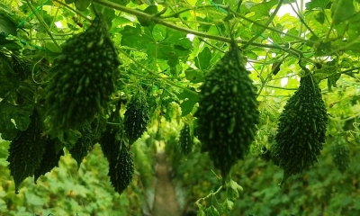 জয়পুরহাটে দিন দিন জনপ্রিয় হচ্ছে করলা চাষ