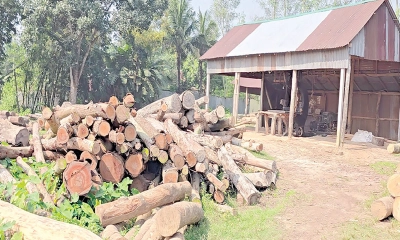 অবৈধ করাতকলে উজাড় হচ্ছে বন