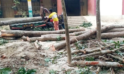 ইউপি সদস্যের বিরুদ্ধে স্কুলের গাছ বিক্রির অভিযোগ