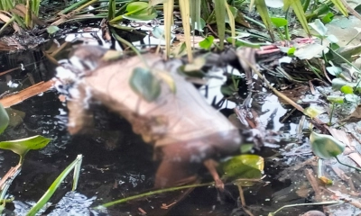 ডোবা থেকে অজ্ঞাত ব্যক্তির মরদেহ উদ্ধার
