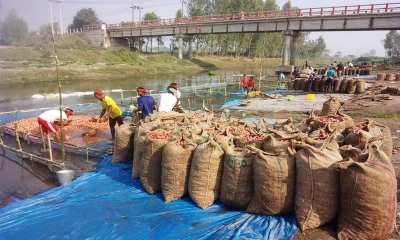 বস্তা সংকটে কমছে আলুর দাম