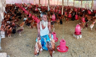 মুরগী নিধনের অভিযোগ। ছবি- রূপালী বাংলাদেশ