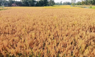 শ্রমিক সংকটে মাঠেই ঝুঁকিতে পাকা ধান, দুশ্চিন্তায় কৃষক