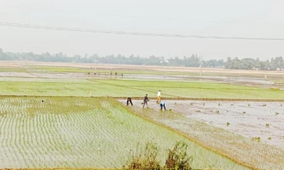 বোরো চাষে ব্যস্ত কৃষক, সারের পর্যাপ্ত সরবরাহে স্বস্তি