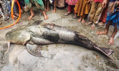 নদীতে ধরা পড়ল ১০৫ কেজির বাঘাইড়