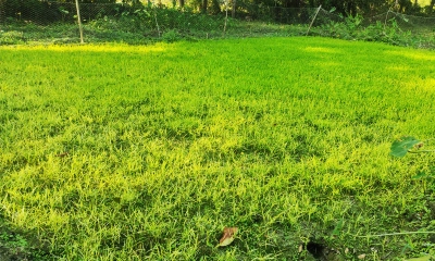 কুয়াশা-শীতে বোরো চাষে শঙ্কা, আমনে অর্জন শতভাগ