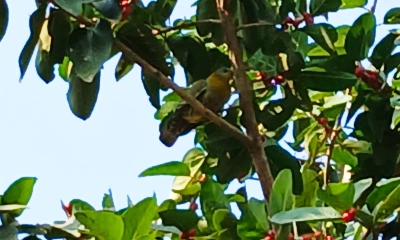 হারিয়ে যেতে বসেছে লাজুক পাখি হরিয়াল