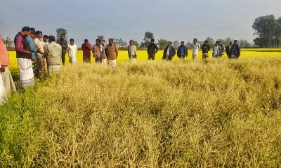 দখলদারিত্ব ধরে রাখতে আগাছানাশক দিয়ে মন্দিরের সরিষা নষ্টের অভিযোগ