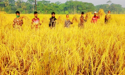 আমনের বাম্পার ফলন, ধান কাটায় ব্যস্ত কৃষকরা
