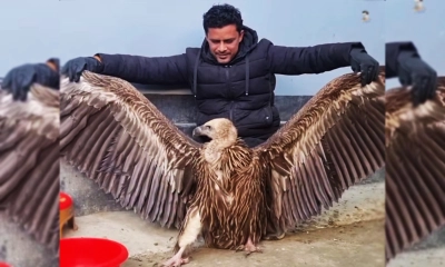হিমালয়ের গৃধিনী প্রজাতির শকুন উদ্ধার