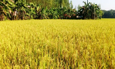 আমন ধানের বাম্পার ফলনে কৃষকের মুখে হাসি
