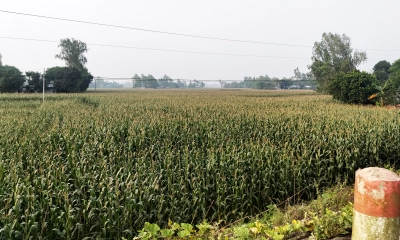 চরাঞ্চলে ভুট্টা চাষ ভালো হওয়ায় কৃষকের মুখে হাসি