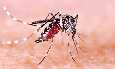 ডেঙ্গুতে আরও ৩ জনের মৃত্যু, হাসপাতালে ৫৫৬