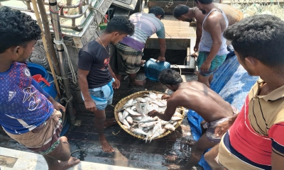 ছয় ঘণ্টার ব্যবধানে ইলিশ বোঝাই শতাধিক ট্রলার মৎস্য ঘাটে!
