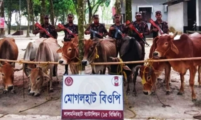 বিজিবির অভিযানে ভারতীয় গরু ও ফেন্সিডিল জব্দ