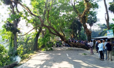 ঢাকা-বরিশাল মহাসড়কে গাছ ফেলে অবরোধ, ভোগান্তিতে যাত্রীরা