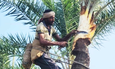 শীত নামতেই খেজুর গাছ পরিচর্যায় ব্যস্ত গাছিরা