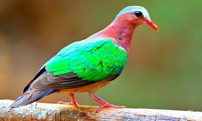 শহীদরা জান্নাতে সবুজ পাখি হয়ে যা করবেন
