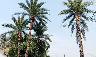 নাগরপুরে খেজুরের রস আহরণে ব্যস্ত গাছিরা