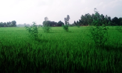 ফসলি জমি। ছবি : রূপালী বাংলাদেশ