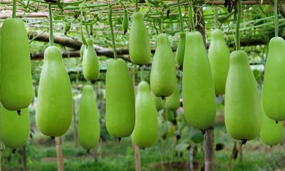 লাউ খেলে ত্বকের যেসব উপকার হয়