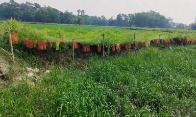 মাচায় বারোমাসি তরমুজ চাষে সফল সোহাগ মৃধা