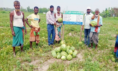 পতিত জমিতে তরমুজের বাম্পার ফলন, লাভের মুখ দেখছেন কৃষকরা