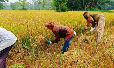 পাকা ধান ঘরে তুলতে দিনরাত এক করছেন কৃষকেরা