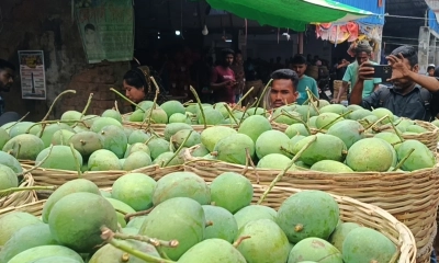 সাতক্ষীরা থেকে ১০০ টন আম রপ্তানির সম্ভাবনা