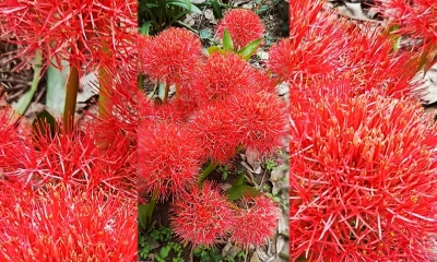 সৌন্দর্য ছড়াচ্ছে মে ফ্লাওয়ার