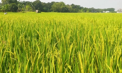 রোপা আমন ধানের কাঁচা শীষে কৃষকের স্বপ্ন