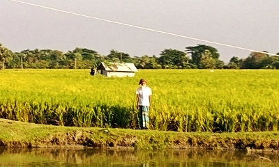 ধান কেটে নেওয়ার হুমকি। ছবি: রূপালী বাংলাদেশ